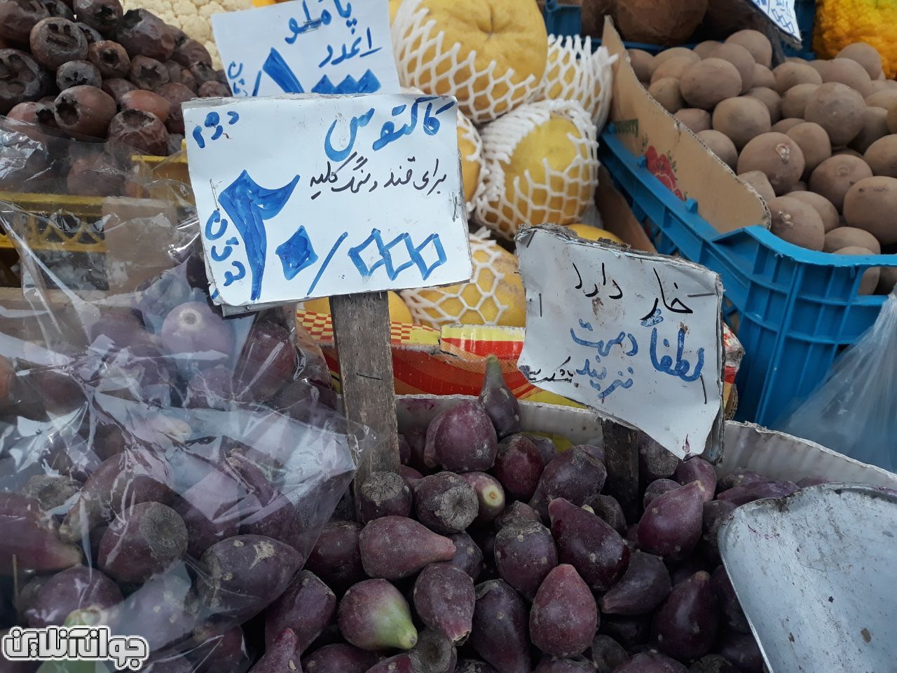 این میوه خار دارد، به آن دست نزنید! این میوه خار دارد، به آن دست نزنید!