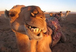 یک شتر، ۵ نفر را کشت!