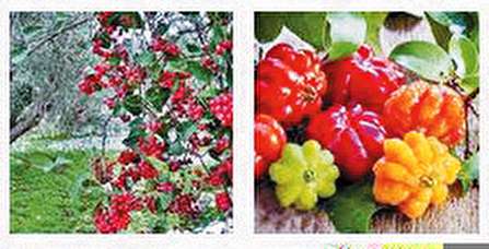 میوههای لاکچری خارجی سر سفره کاربران داخلی میوههای لاکچری خارجی سر سفره کاربران داخلی