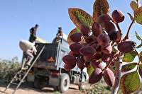 تولید پسته در استان سمنان ظرف دو سال آتی 2برابر می‌شود