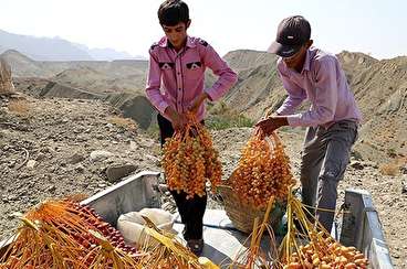 روستایی بدون بیکار با محصولات صادراتی!