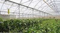 با هر ‌هکتار کشت‌ گلخانه‌ای 20نفر صاحب شغل می‌شوند