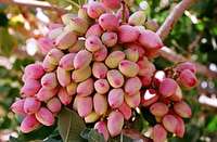 طرح ایجاد مجتمع تجارت جهانی پسته دامغان ارائه شد