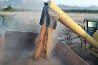 3هزار تن گندم در میامی برداشت شد