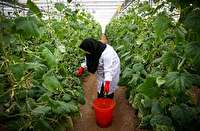 ظرفیت200 میلیون یورو کشت‌های گلخانه‌ای در سمنان