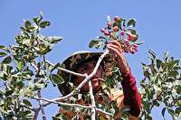 آفت 70درصدی لبخند پسته دامغان را خشکاند