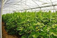 104 طرح جهاد کشاورزی در هفته دولت آماده بهره برداری است