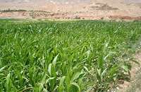 اجرای طرح توسعه 10 هزار هکتاری مزارع خارشتر در بیارجمند