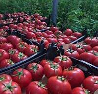 صادرات 4800 تن گوجه فرنگی از آذربایجان غربی طی سالجاری