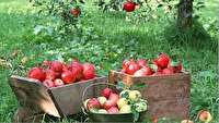 سیب اشنویه به روسیه صادر می شود