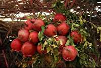 انارستان‌های سمنان رکوردار بالاترين عملكرد در باغات انار ایران