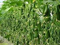 اجرای طرح کشاورزی قراردادی برای 3 محصول زعفران، خیار گلخانه‌ای و خارشتر استان سمنان