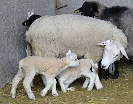 افزایش دوقلوزایی و کاهش دوره پرواربندی در گله‌های عشایر استان سمنان