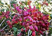 گچ سمنان و پسته دامغان ثبت جهانی شدند