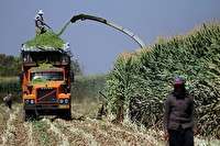 پیش بینی برداشت ۱۲ هزار تن ذرت علوفه‌ای در دامغان