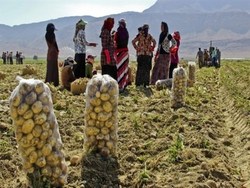 اينجا به جاي محصول خروارها  ضرر  برداشت مي شود