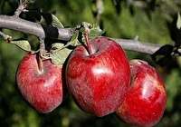 سرمازدگی محصول سیب باغداران سمنانی را نصف کرد