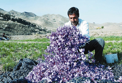 رونق کشت طلای سرخ، چهارمحال و بختیاری را جهانی می‌کند