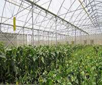 صرفه‌جویی 90میلیون متر مکعبی آب با اجرای طرح توسعه گلخانه‌ای در استان سمنان