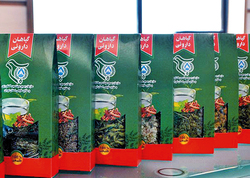اجرای موفق بسیج در «طرح همگام با کشاورز» و تولید ۲۴گونه دارویی در ۱۵ شهرستان تهران