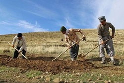 طرح زیستی منابع طبیعی در ۳۰۰ هکتار مراتع سرخه اجرا شد