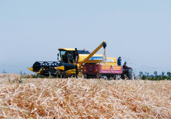 عزم ۴۰ هزار روستای کشور برای رسیدن به خودکفایی در تولید گندم