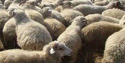دولت با واردات گوشت با ارز ۴۲۰۰ تومانی تنها دامداران کشور‌های مبدا را تقویت می‌کند