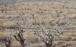 باغ شهر هاي استان اصفهان در حال نابودي است