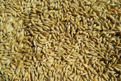 تعیین سهمیه استانی جو برای عرضه در بازارگاه
