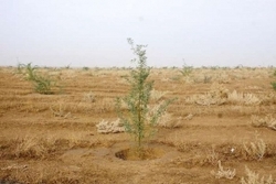عملیات بیابان‌زدایی در ۱۰۰ هکتار از اراضی نظرآباد
