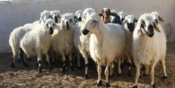 واکسیناسیون دام‌ها علیه بیماری لمپی اسکین