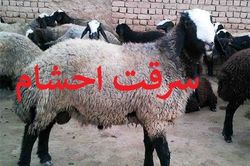 سارق احشام در محل سرقت دستگير شد
