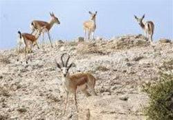 شناسایی 353 گونه جانوری در استان اردبیل
