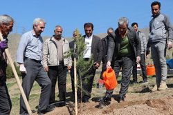 کاشت نهال در منطقه یک شهرداری کلانشهر کرج