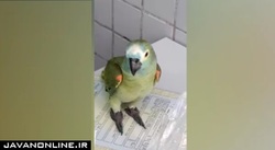 طوطی خلافکار در برزیل دستگیر شد! +فیلم