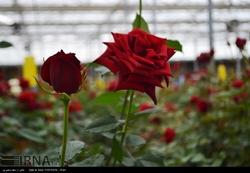 هزینه بالای هواپیما، گل تولیدی کهگیلویه و بویراحمد را پژمرده می‌کند