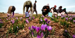 رتبه اول توليد دنيا ، سهم هفدهم بازار را دارد