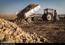 هزینه حمل چغندرقند به نصف قیمت این محصول رسید
