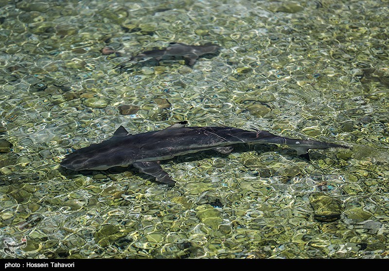 کوسه‌