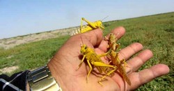 درخواست ایران از فائو برای بررسی بی‌توجهی عربستان در مبارزه با ملخ‌ها