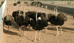 سیستان وبلوچستان قطب پرورش شتروشترمرغ کشور می‌شود