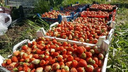 له شدن توت فرنگی کردستان زیر پای دلالان