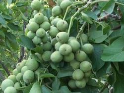 سرشاخه‌کاری طرح جدید برای رونق باغات گردوی تویسرکان