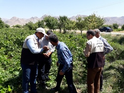 شکوفایی صنعت کشاورزی با طرح بسیج همگام با کشاورز