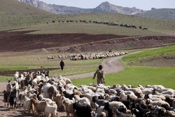 خودکفایی در تولید گوشت با طرح بسیج در بهره‌وری دام عشایر