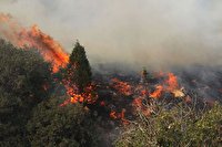 افزایش ۶۰ درصدی آتش‌سوزی‌ها در جنگل‌های چهارمحال و بختیاری