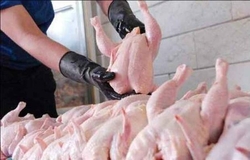 اجرای طرح ارتقای کیفیت بهداشتی گوشت مرغ در استان البرز