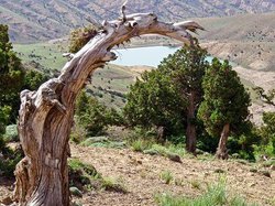 جنگلهاي فارس در آستانه نابودي غير منتظره