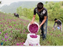 کشت گياهان دارويي، درماني بر درد بيکاري ايلامي ها