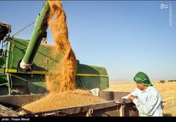 برخورد تعزیراتی با محتکران گندم